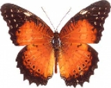 Живая бабочка Cethosia Biblis