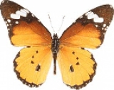 Живая бабочка Danaus Сhrysippus