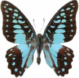 Живая бабочка Graphium Doson