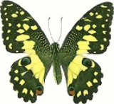 Живая бабочка Papilio Demoleus