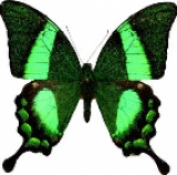 Живая бабочка Papilio Palinurus