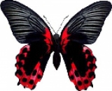 Живая бабочка Papilio Rumanzovia