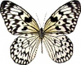 Живая бабочка Idea Leuconoe
