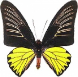 Живая бабочка Troides Rhadamanthus